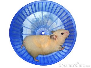 hamster photos tourne cage photographies animaux