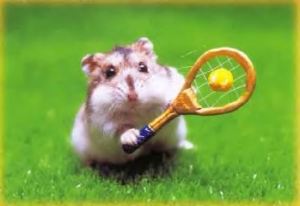 hamster photos vacances photographies animaux
